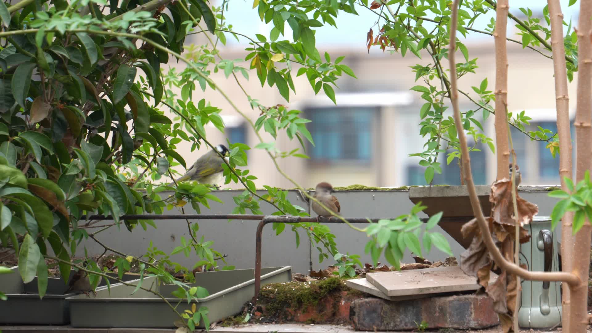 秋天屋顶阳台上觅食的麻雀群视频视频的预览图