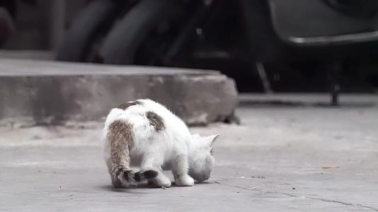 城市街头可爱流浪猫捕捉镜头视频的预览图