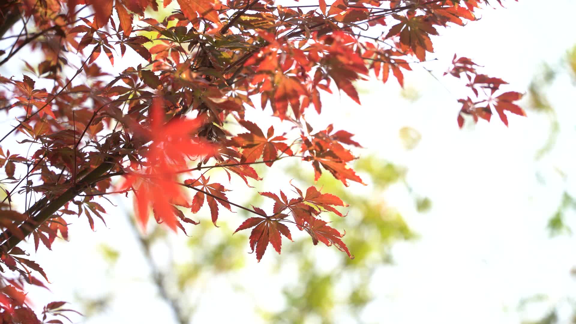 秋天唯美枫叶高清特写视频的预览图