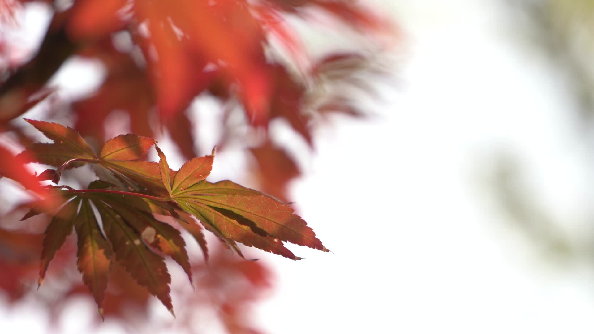 秋天唯美枫叶高清特写视频的预览图