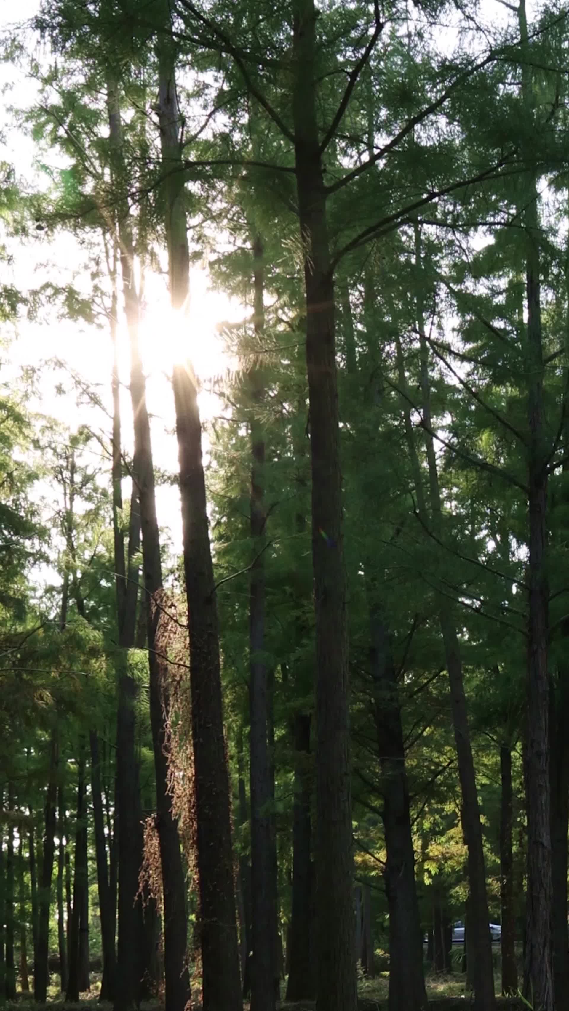 阳光透过杉树林滑轨镜头合集视频的预览图
