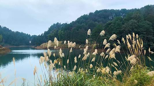 重庆高山湖泊芦苇视频视频的预览图