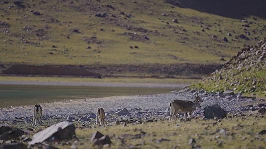 西藏阿里无人区山谷中湖边的藏原羚在打架视频的预览图