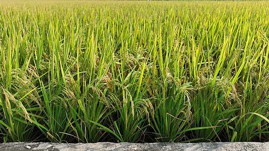2022航拍水稻稻田视频的预览图
