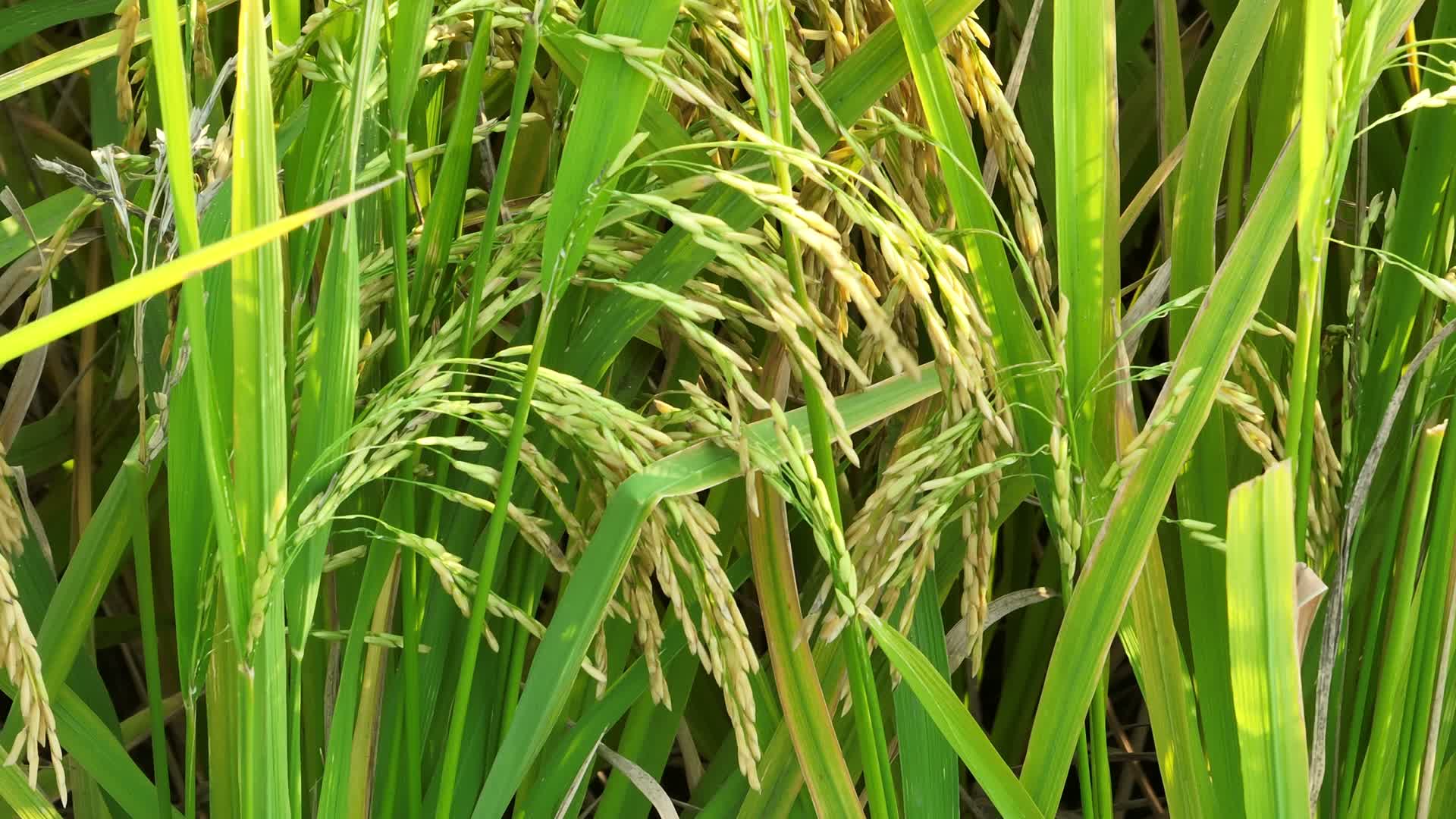 2022航拍水稻稻田视频的预览图
