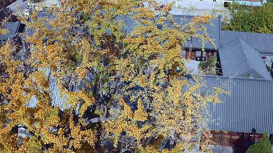 青岛法海寺银杏秋季风光视频的预览图