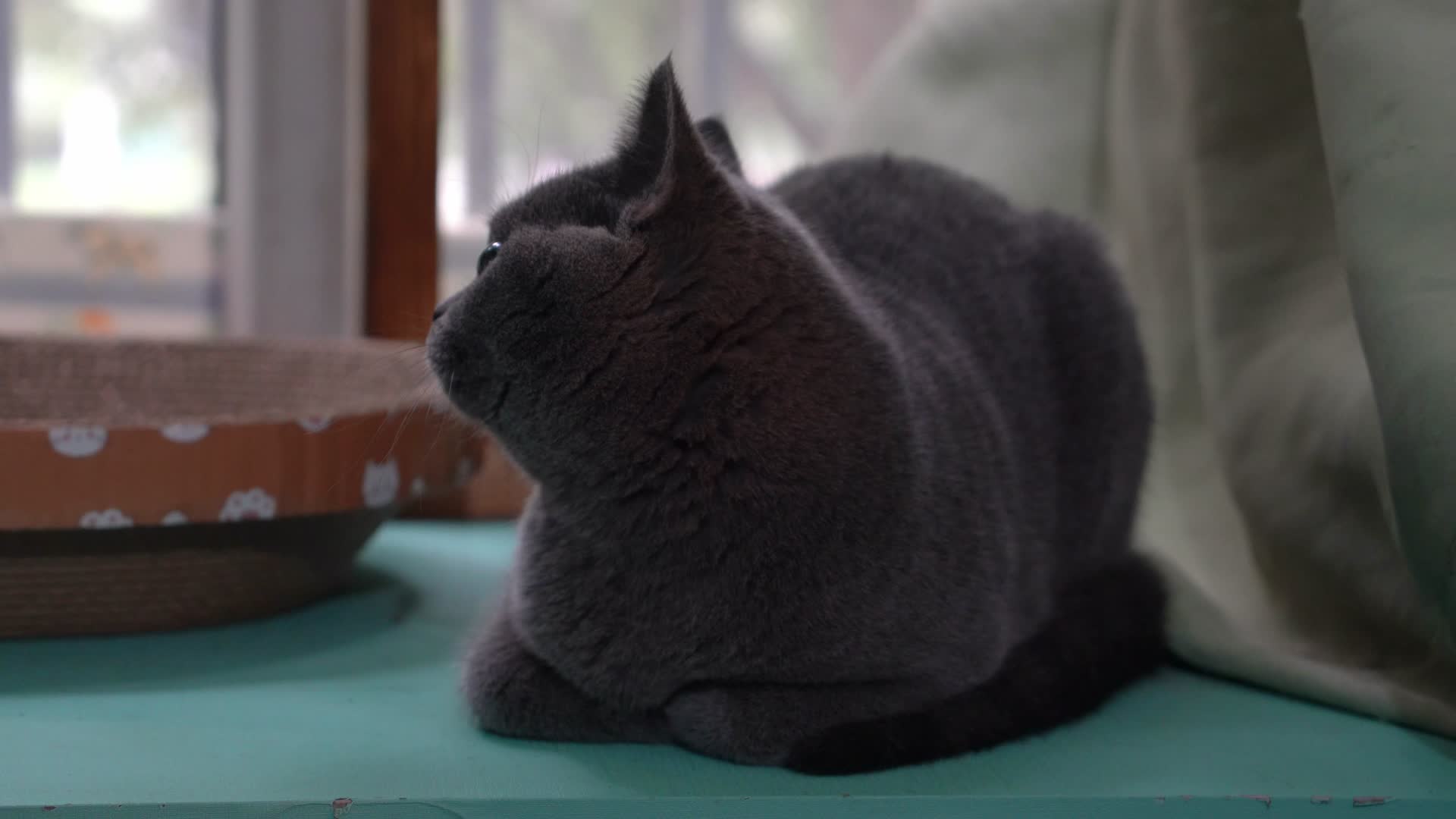 4K萌宠猫咪英短蓝猫在窗台上四处张望视频的预览图