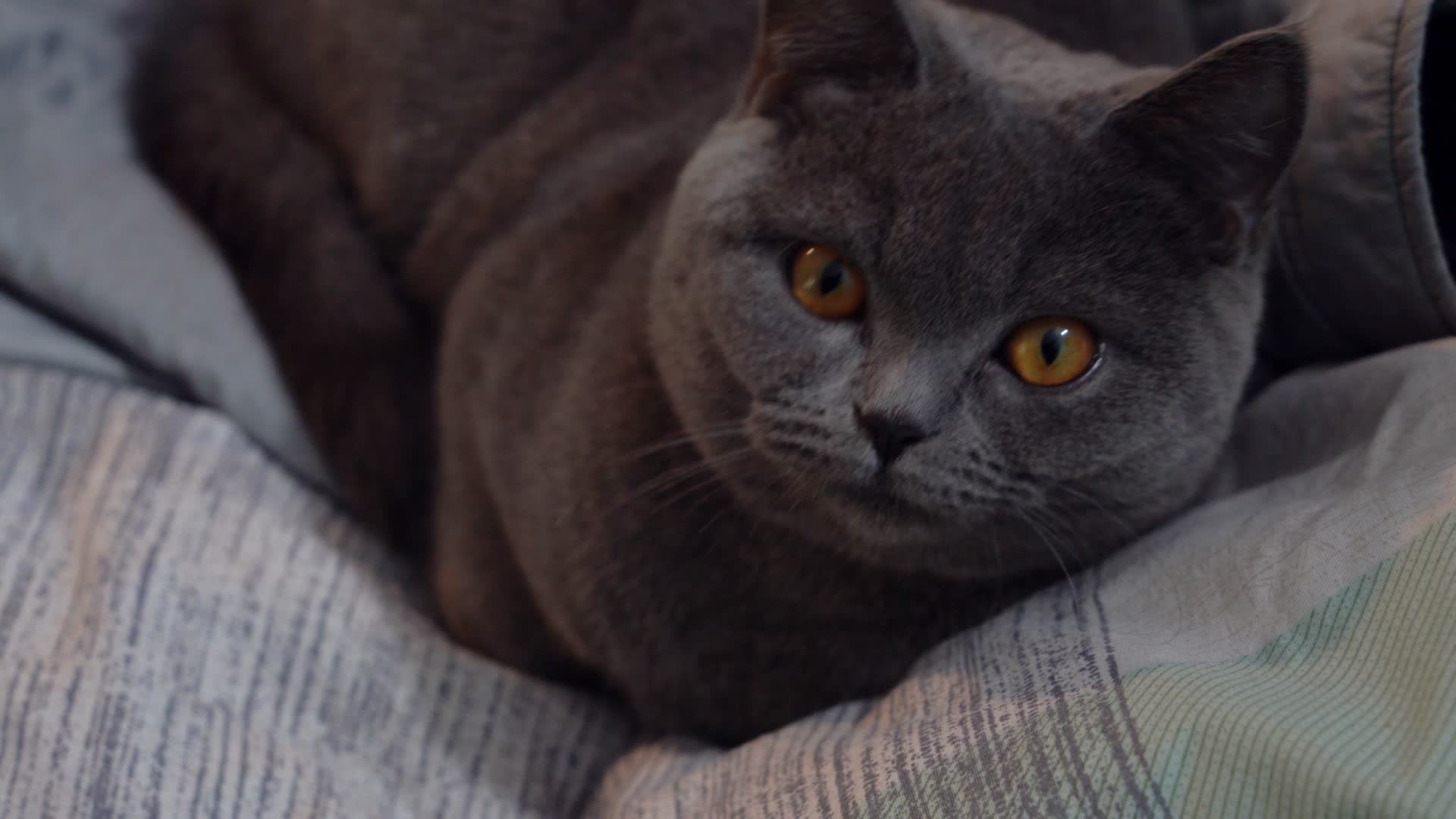 4K萌宠猫咪坐在被子里可爱视频视频的预览图