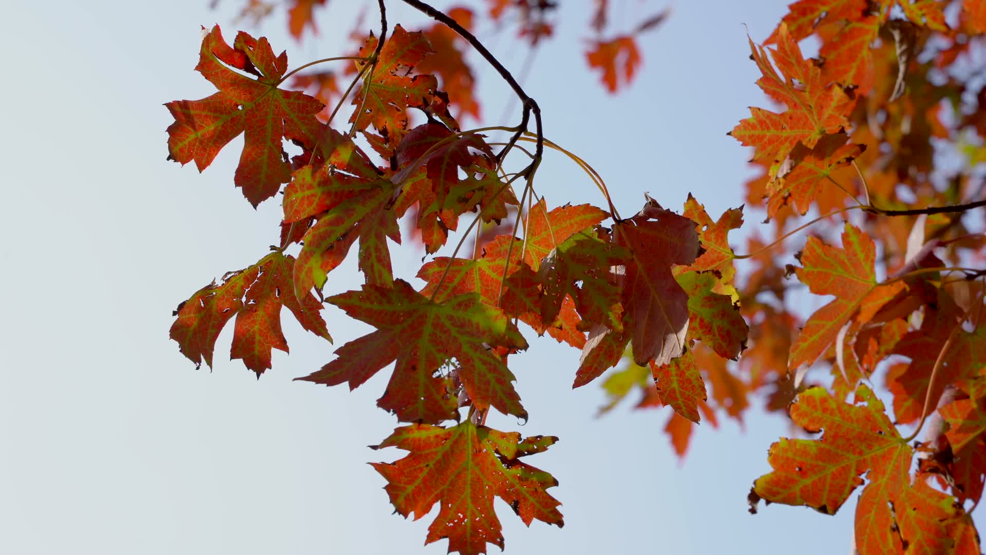 深秋秋天红枫叶风景4K视频的预览图