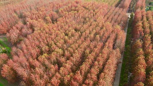 深秋秋天红枫叶航拍风景4K视频的预览图