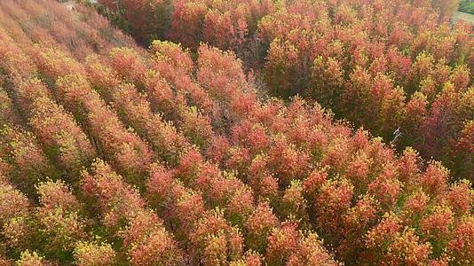 深秋秋天红枫叶航拍风景4K视频的预览图
