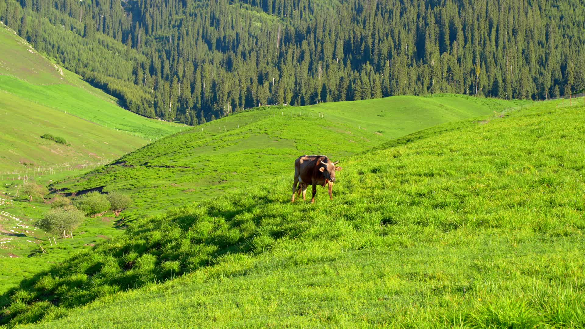 悠闲散步吃草的牛视频的预览图
