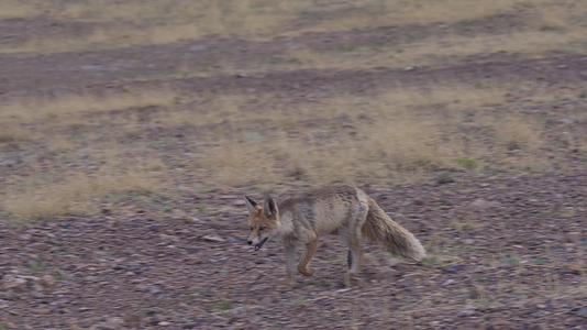 阿里草原上奔跑的野生藏狐狸视频的预览图