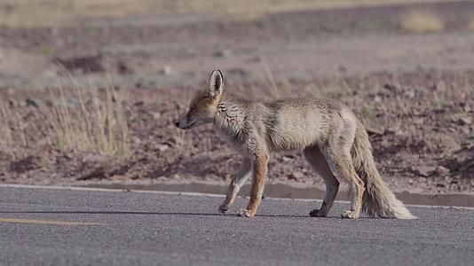 西藏阿里公路上的野生藏狐狸视频的预览图