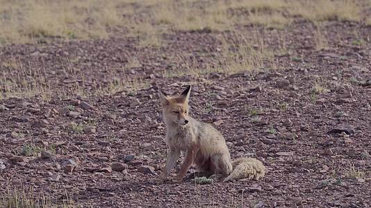 西藏阿里草原上的野生藏狐狸视频的预览图