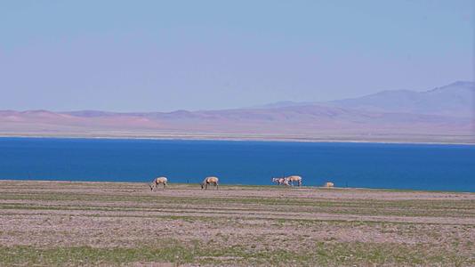 西藏达则错湖边的藏羚羊群视频的预览图