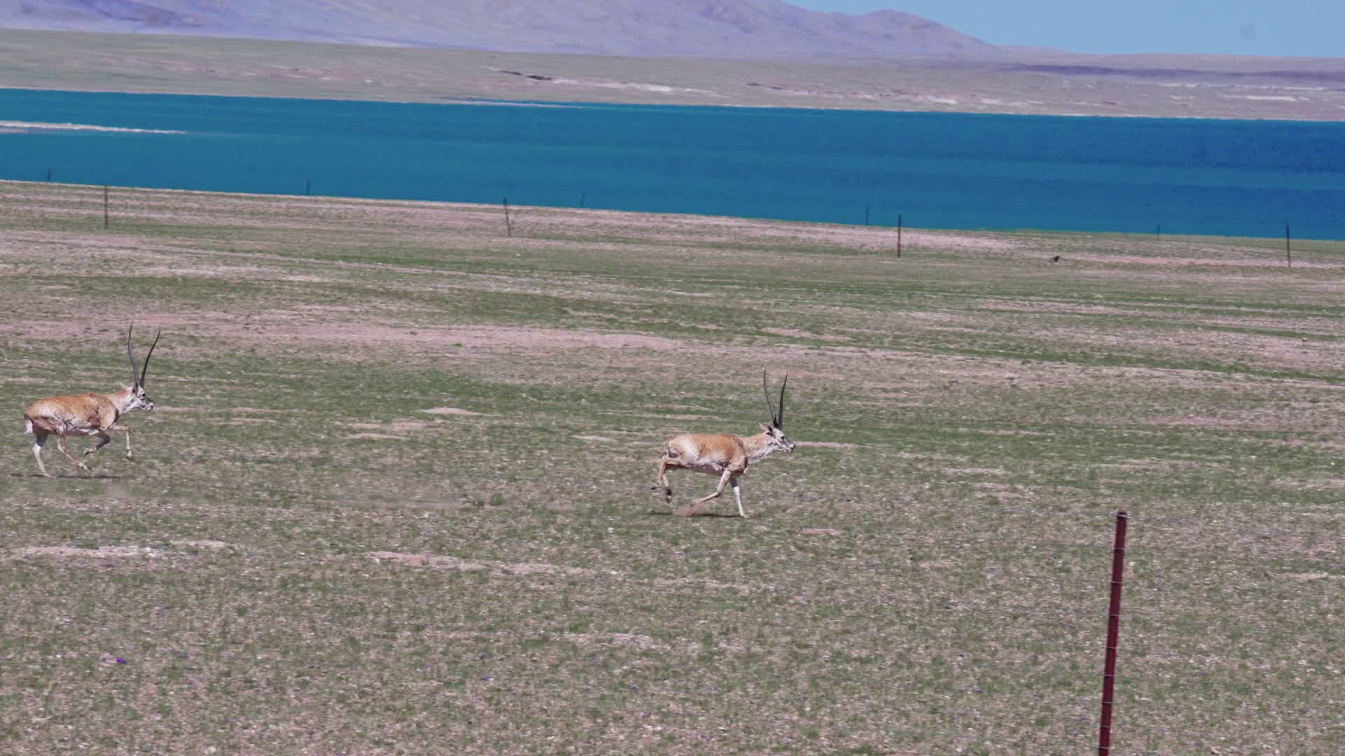 西藏达则错湖边奔跑追逐的藏羚羊视频的预览图