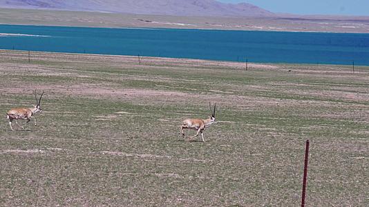 西藏达则错湖边奔跑追逐的藏羚羊视频的预览图