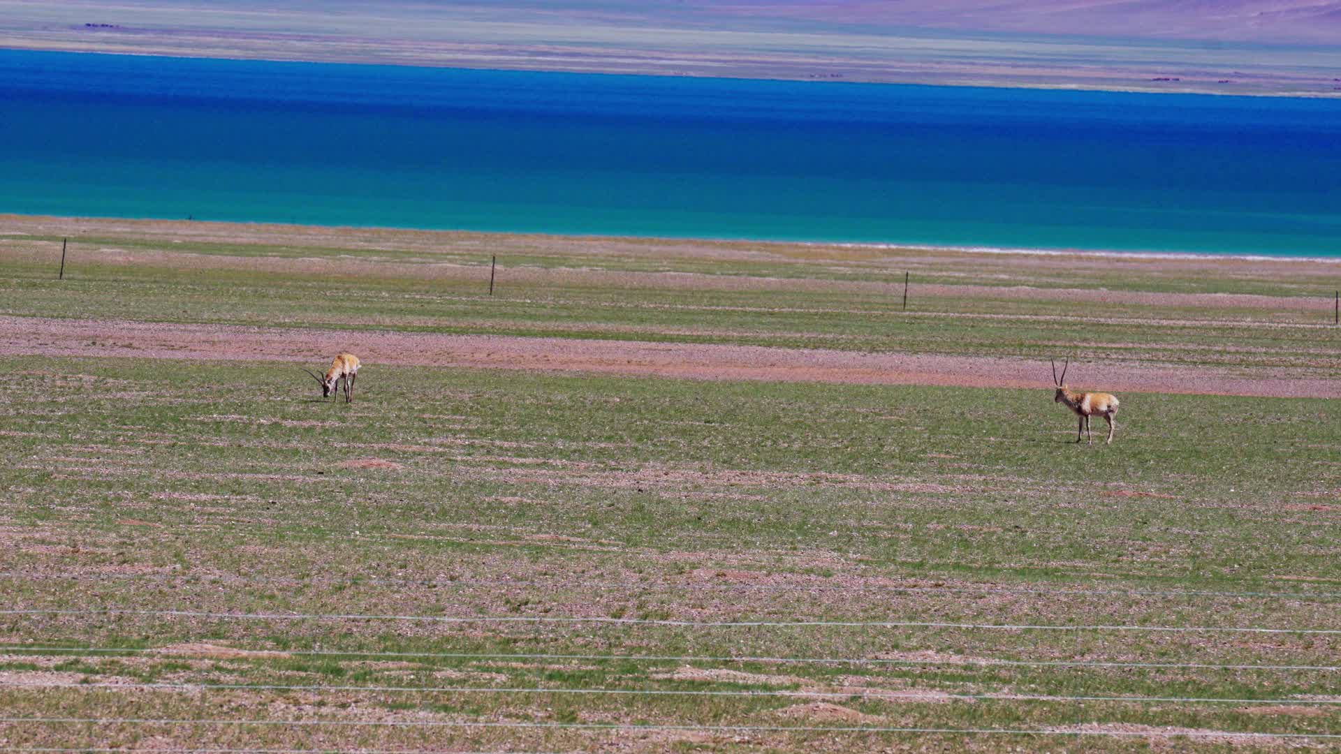 西藏达则错湖边的藏羚羊群视频的预览图