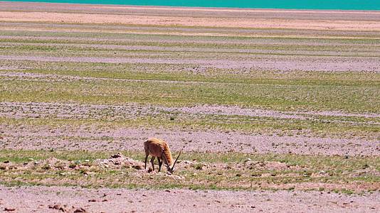 西藏达则错湖边的草原上一只吃草的藏羚羊视频的预览图