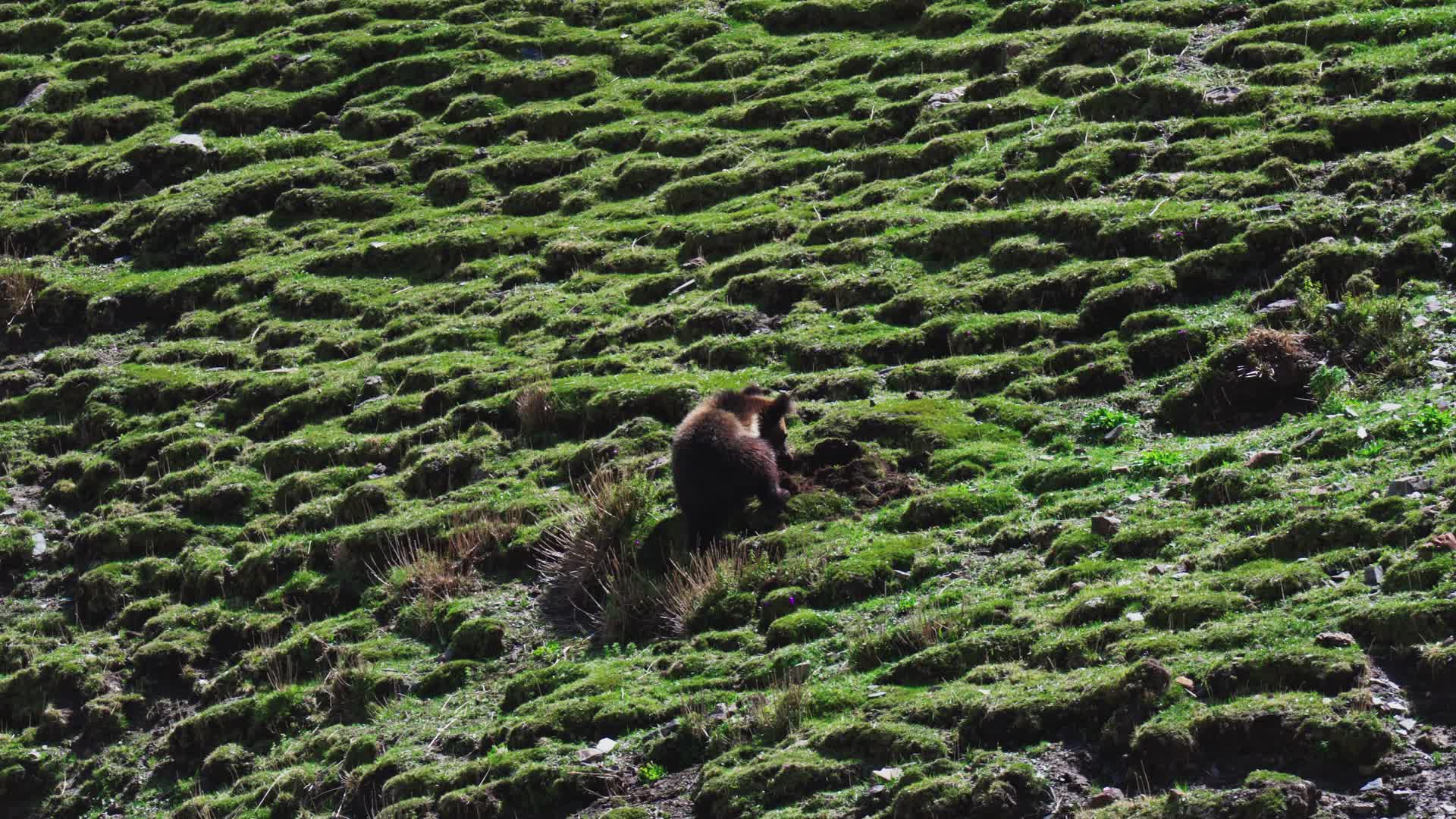 西藏那曲山坡上掏土坑的棕熊视频的预览图