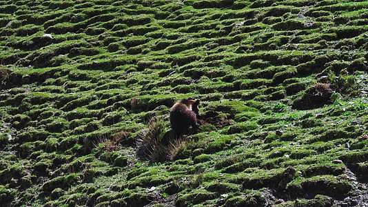 西藏那曲山坡上掏土坑的棕熊视频的预览图