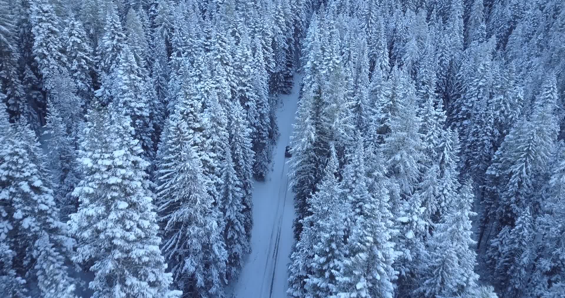 穿越冬季森林视频的预览图
