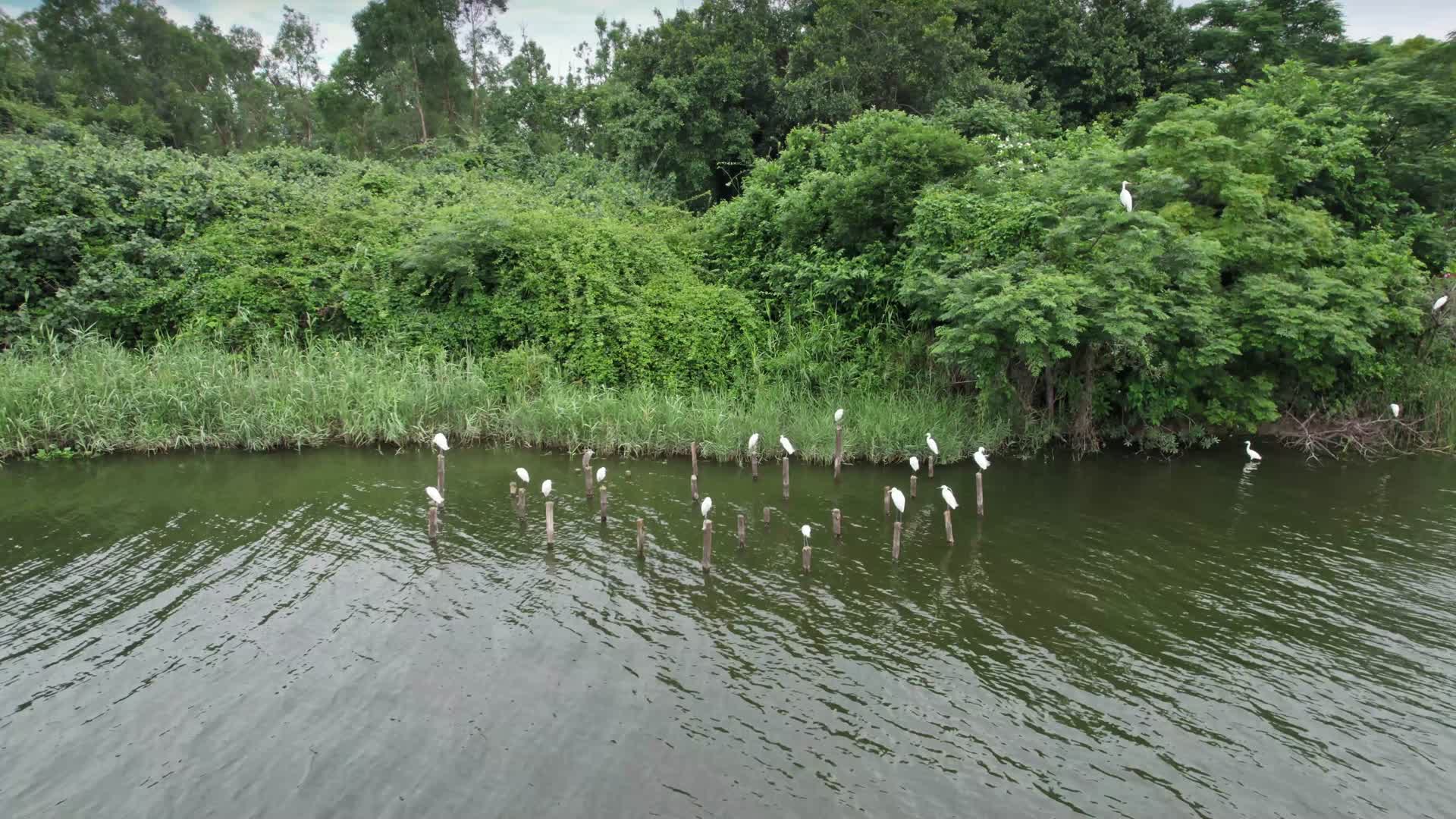 航拍湖面上的白鹭视频的预览图