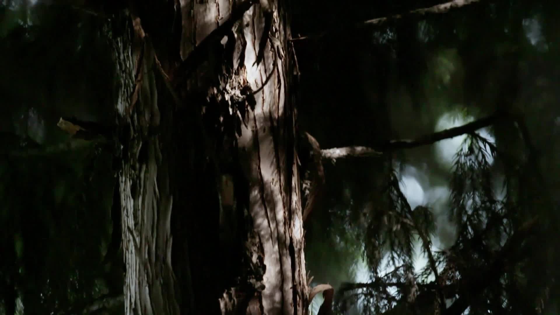 仰视森林高耸的树木视频的预览图