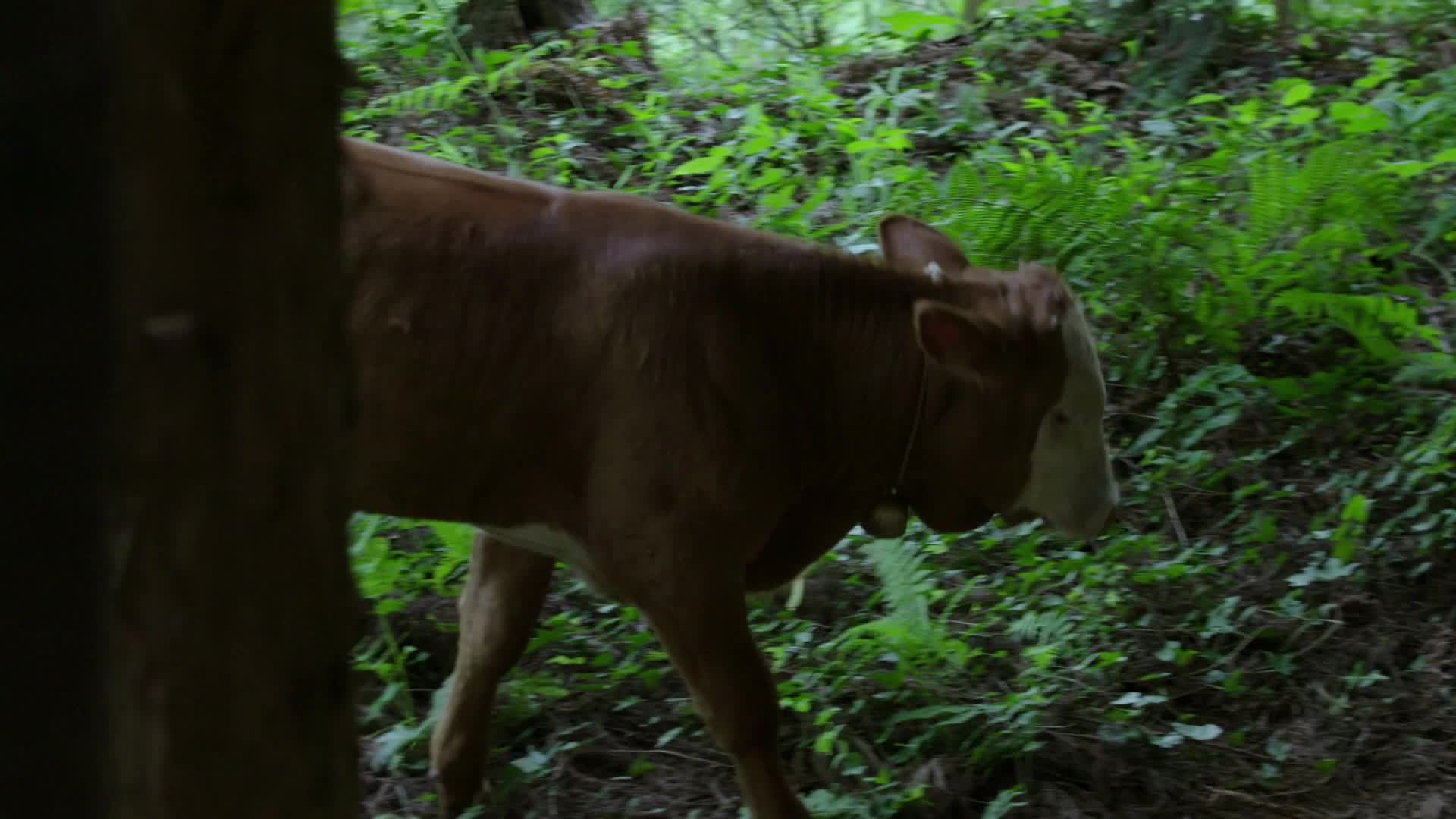 老黄牛实拍视频视频的预览图