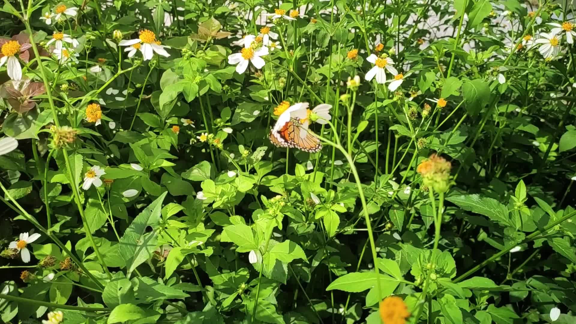 花丛中一只煽动翅膀的蝴蝶视频的预览图