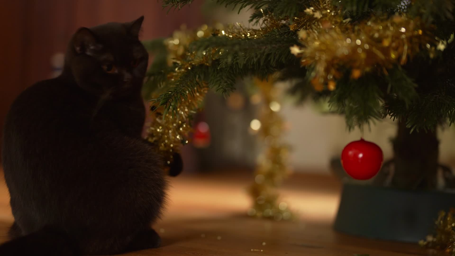 圣诞节平安夜猫咪视频的预览图