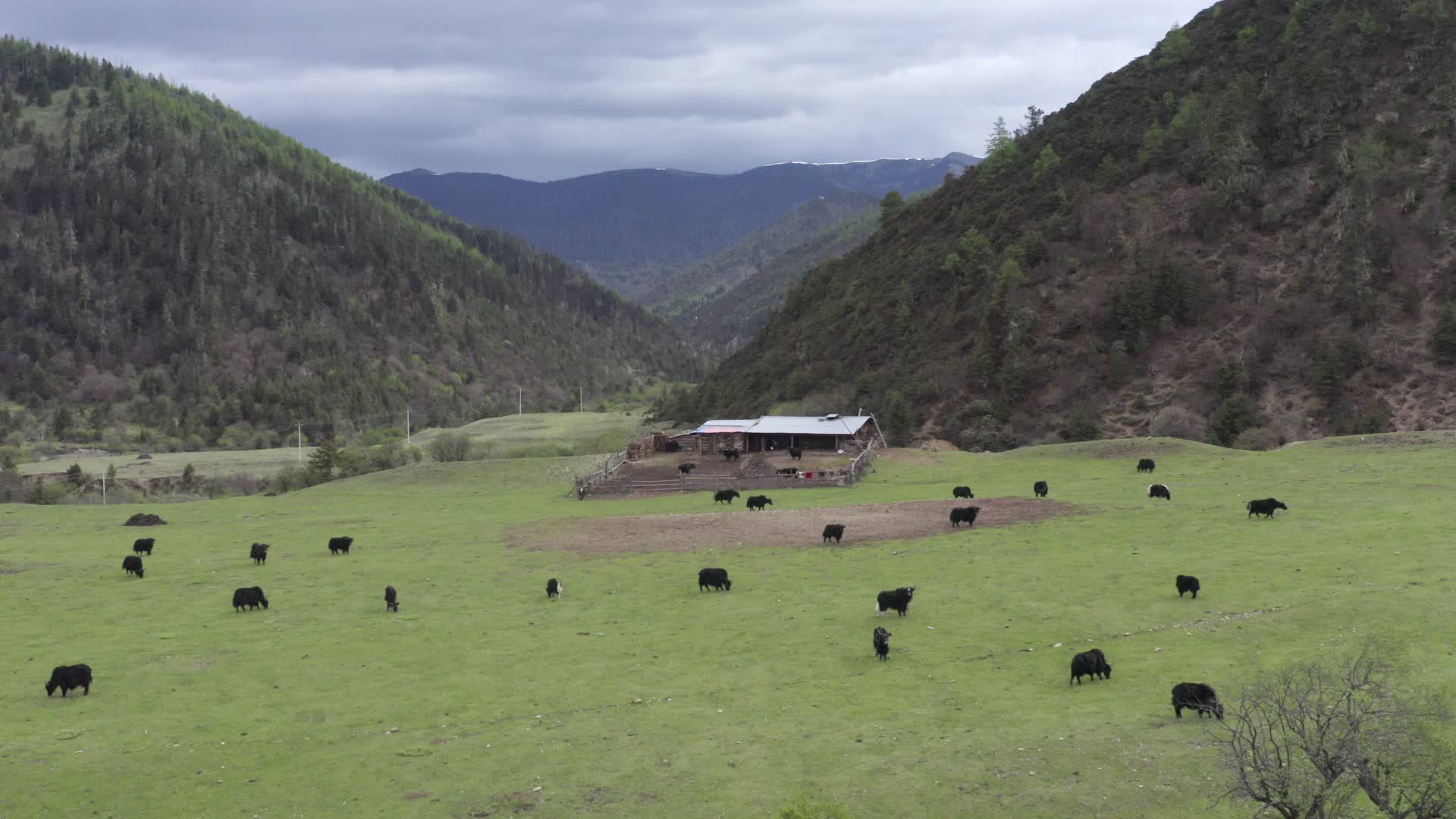 草原上的牦牛群视频的预览图
