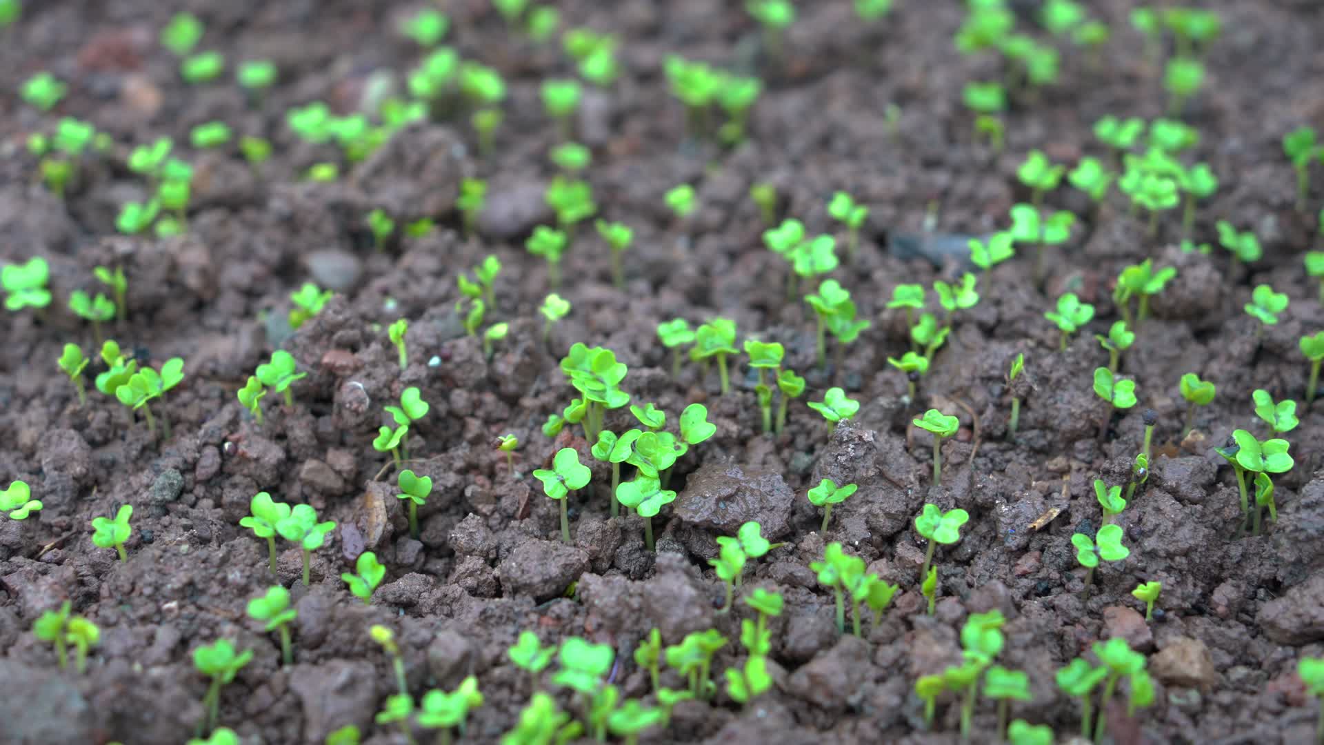 4K细雨泥巴里破土而出的豌豆尖小苗视频的预览图