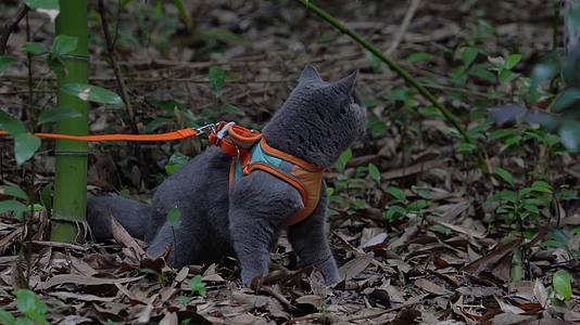 4K竹林中的可爱蓝猫趴在落叶上回头视频的预览图