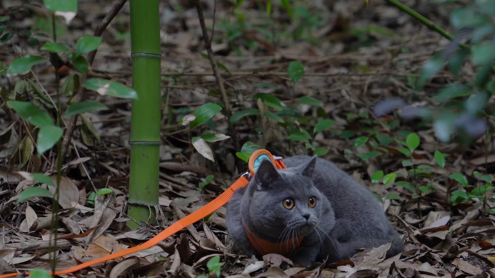 4K竹林中的可爱蓝猫趴在落叶上视频的预览图