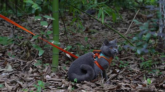 4K竹林中的可爱蓝猫坐在落叶上视频的预览图