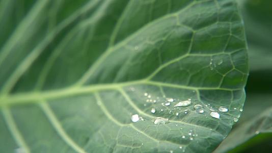 慢镜头雨水滴落在蔬菜叶片上视频的预览图