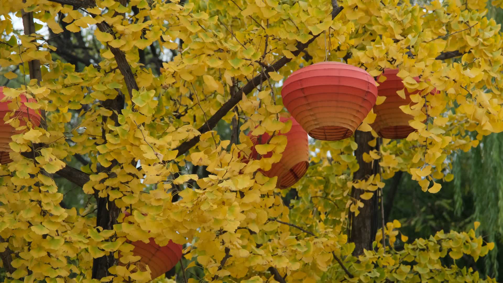 挂着红灯笼的金黄银杏树视频的预览图