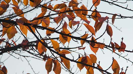 秋天在阳光下摇曳的树叶视频的预览图