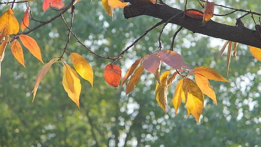 秋天在阳光下摇曳的树叶视频的预览图