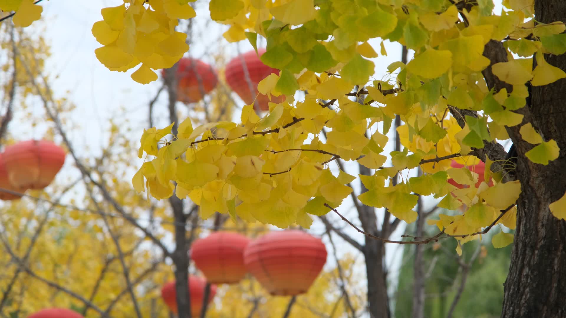 挂着红灯笼的金黄银杏树视频的预览图