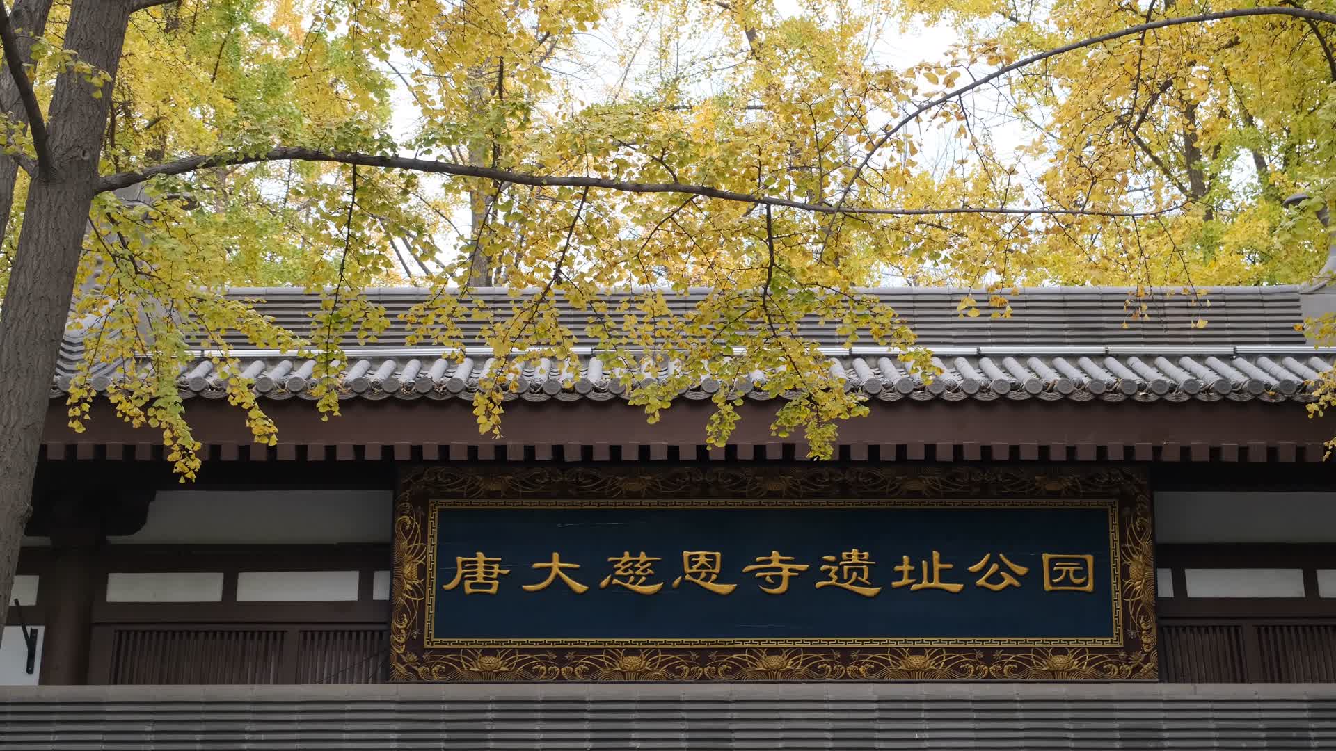 大慈恩寺遗址公园金黄的银杏叶视频的预览图