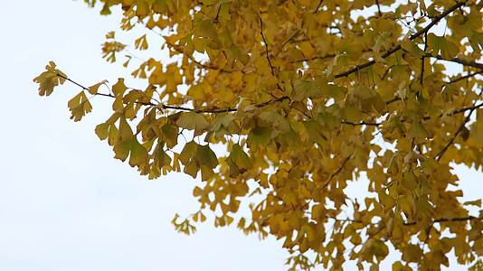 秋天微风中金黄的银杏叶视频的预览图
