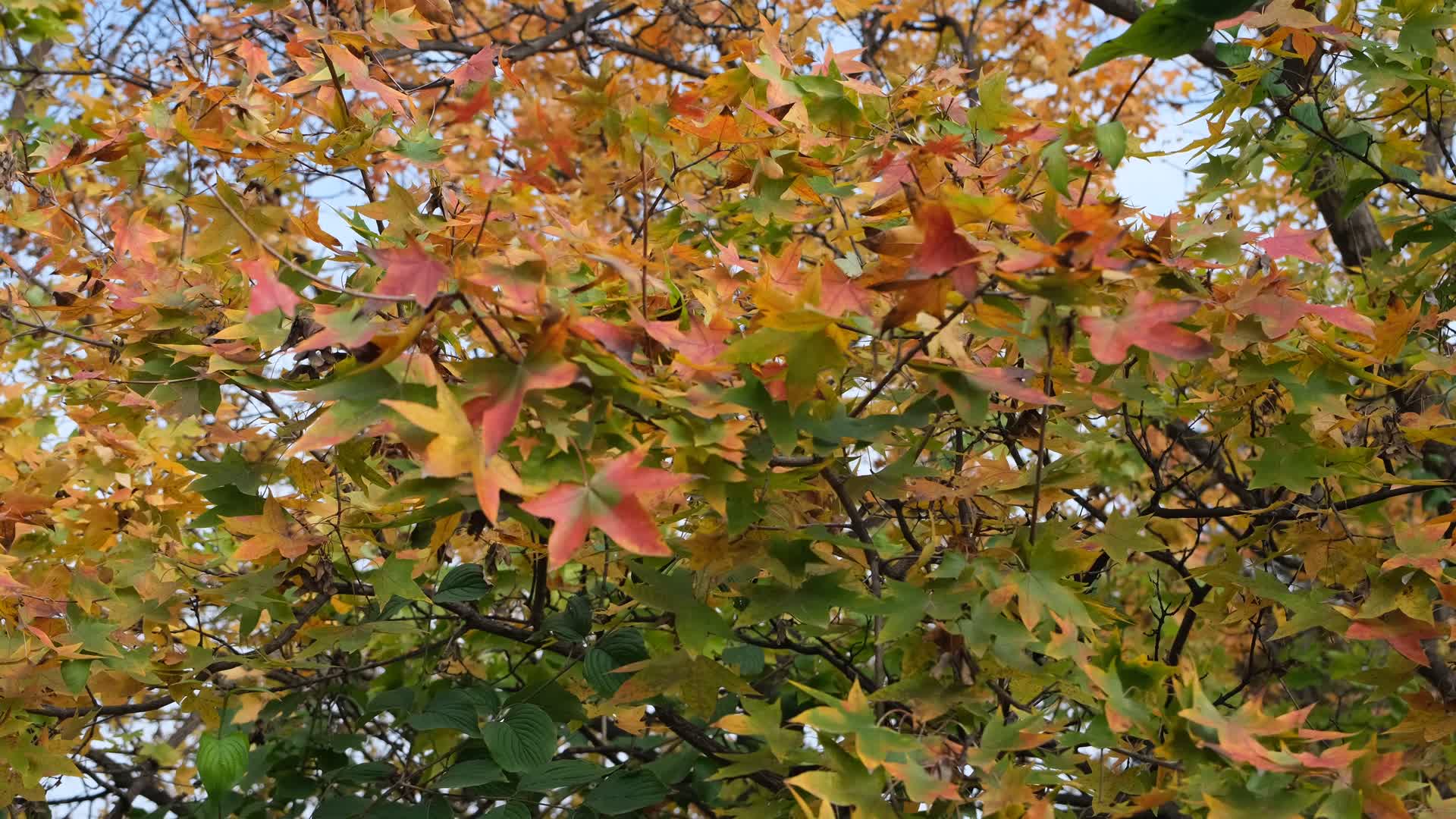 秋天在微风中摇曳的枫叶视频的预览图