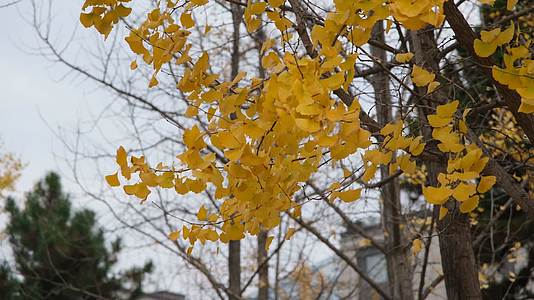 秋天微风中金黄的银杏叶视频的预览图