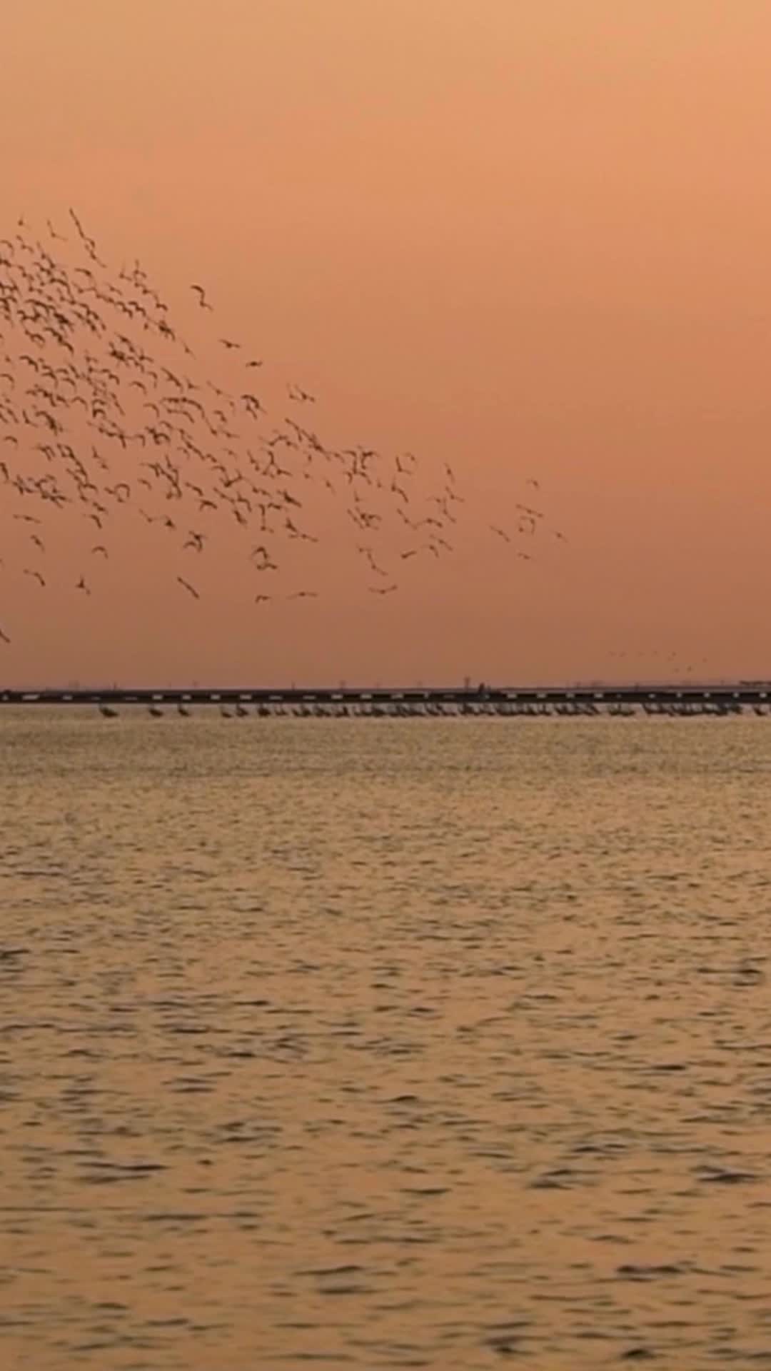 夕阳下的反嘴鹬鸟群视频的预览图
