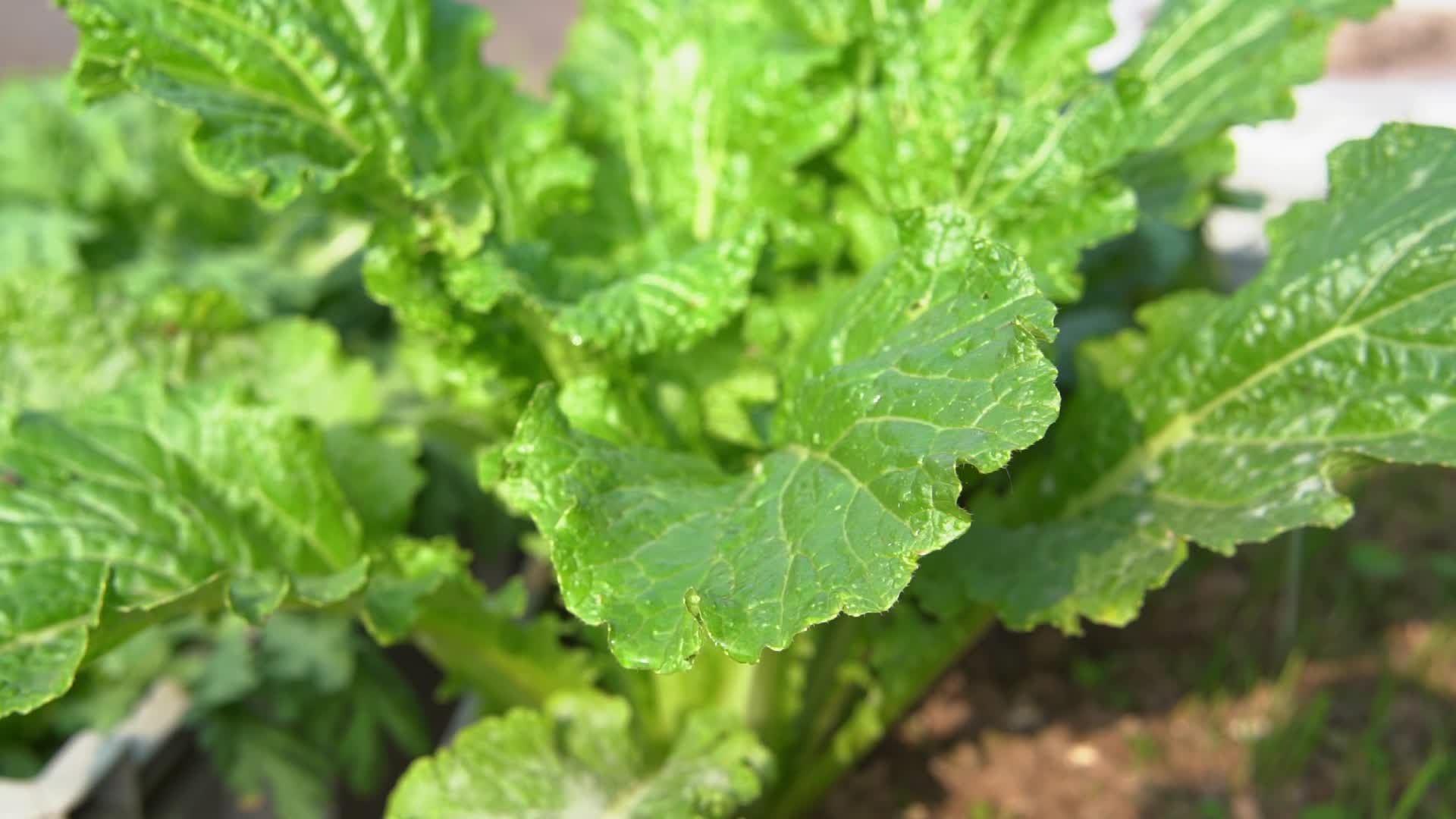 慢镜头沐浴在阳光和雨中的蔬菜叶片上视频的预览图