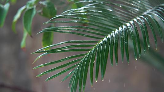 慢镜头雨滴空镜绿色植物意境禅意视频的预览图