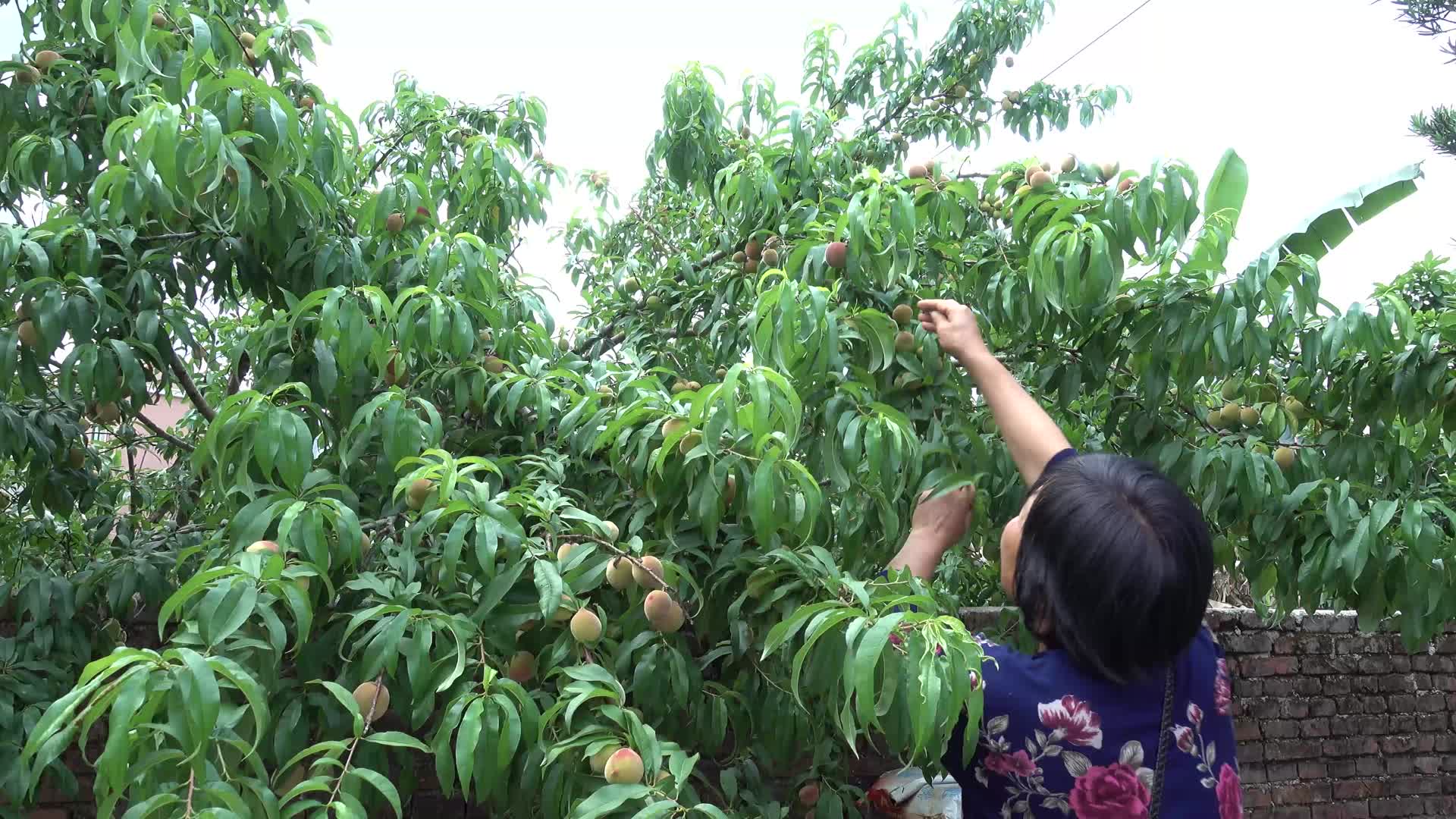 4K桃树挂果采摘桃子农家视频的预览图